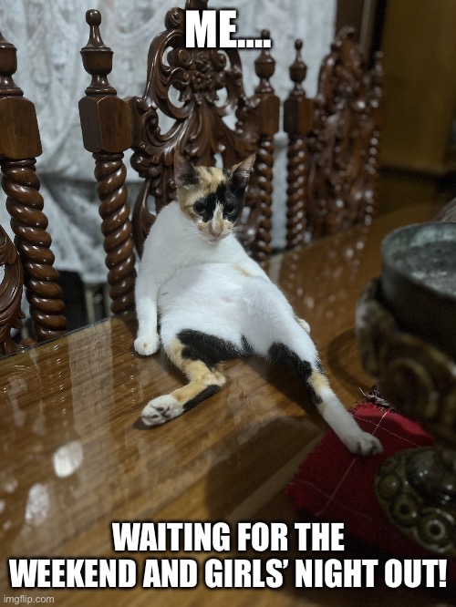 Missy cat | ME…. WAITING FOR THE WEEKEND AND GIRLS’ NIGHT OUT! | image tagged in missy cat | made w/ Imgflip meme maker