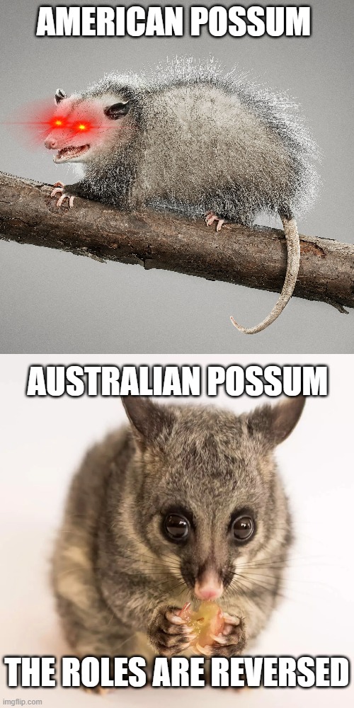 For once, the australian thing isn't trying to kill you | AMERICAN POSSUM; AUSTRALIAN POSSUM; THE ROLES ARE REVERSED | image tagged in possum | made w/ Imgflip meme maker