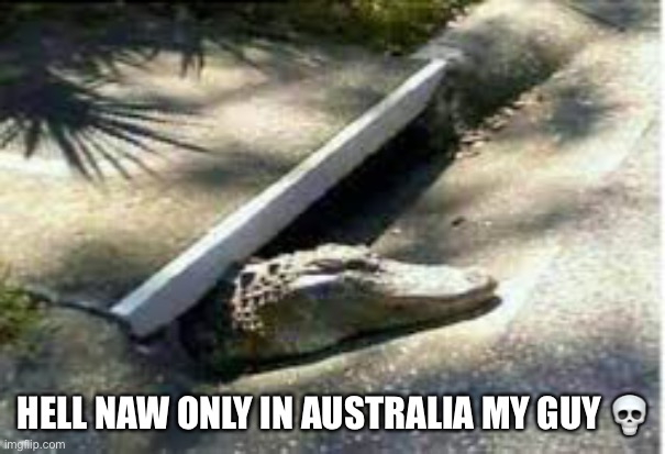 Only in Australia ? | HELL NAW ONLY IN AUSTRALIA MY GUY ? | image tagged in australia,only in australia | made w/ Imgflip meme maker
