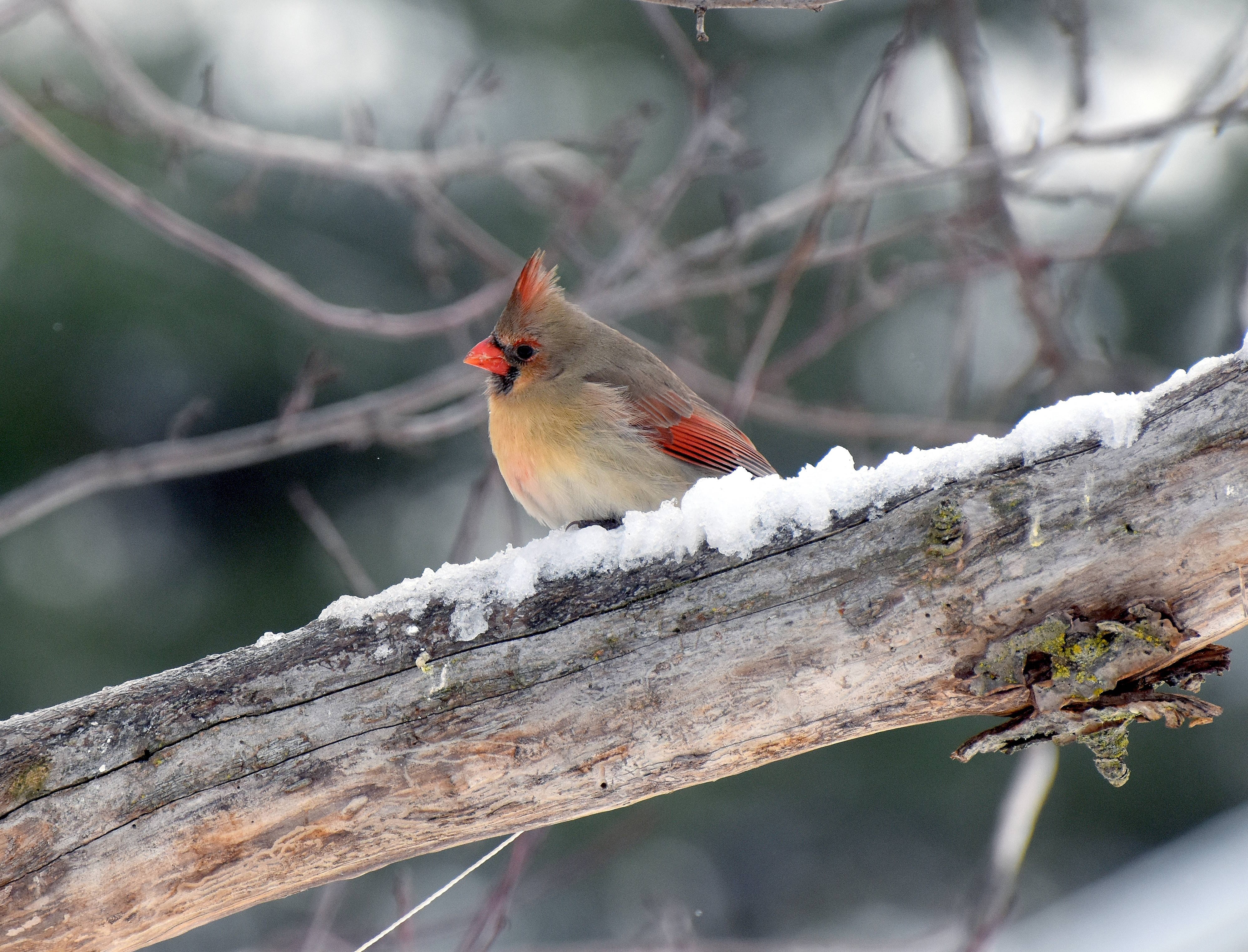 A female cardinal | image tagged in a female cardinal,kewlew | made w/ Imgflip meme maker
