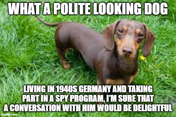 WHAT A POLITE LOOKING DOG; LIVING IN 1940S GERMANY AND TAKING PART IN A SPY PROGRAM, I'M SURE THAT A CONVERSATION WITH HIM WOULD BE DELIGHTFUL | made w/ Imgflip meme maker