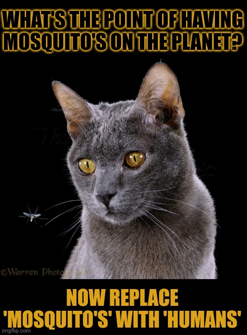 This #lolcat wonders if one species has more right to live than others | WHAT'S THE POINT OF HAVING MOSQUITO'S ON THE PLANET? NOW REPLACE
'MOSQUITO'S' WITH 'HUMANS' | image tagged in lolcat,mosquitoes,complacent,smug,think about it,selfish | made w/ Imgflip meme maker