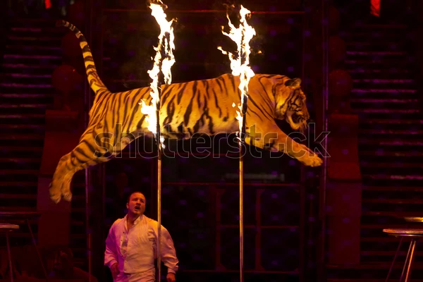 High Quality tiger jumping through hoops fire Blank Meme Template