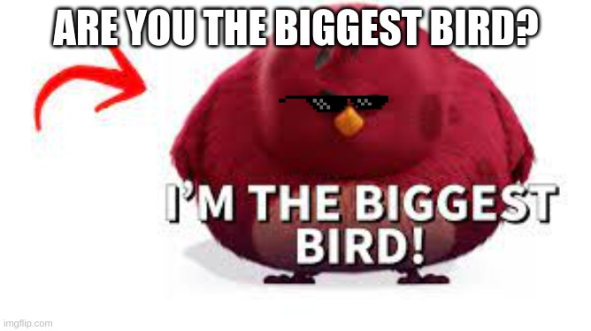 I'm The Biggest Bird | ARE YOU THE BIGGEST BIRD? | image tagged in memes,lol,funny memes,im the dumbest man alive,angry,birds | made w/ Imgflip meme maker