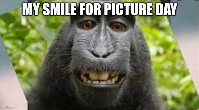 My smile for picture day | MY SMILE FOR PICTURE DAY | image tagged in funny,memes,meme,monkey,fun,cool memes | made w/ Imgflip meme maker
