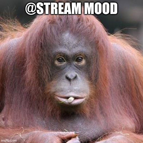 this orangutan cool asf | @STREAM MOOD | made w/ Imgflip meme maker