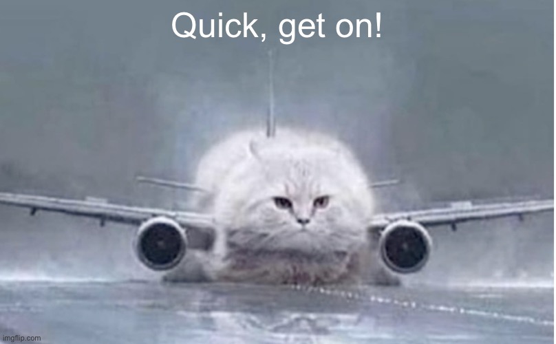 Airplane Cat | Quick, get on! | image tagged in airplane cat | made w/ Imgflip meme maker