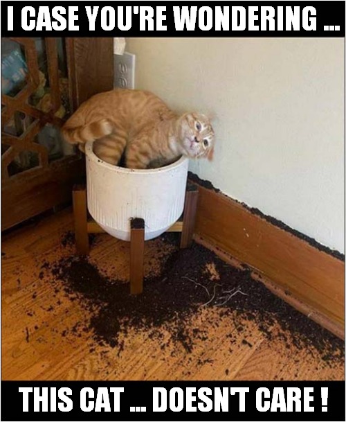 Just Look At That Mess ! | I CASE YOU'RE WONDERING ... THIS CAT ... DOESN'T CARE ! | image tagged in cats,mess,does not care | made w/ Imgflip meme maker