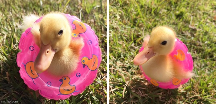 I’m ready to swim mama! | image tagged in ducks,cute,memes,funny,wholesome,quack | made w/ Imgflip meme maker