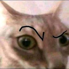 Raised eyebrow cat Blank Meme Template