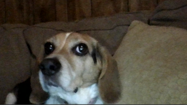 High Quality confused beagle Blank Meme Template