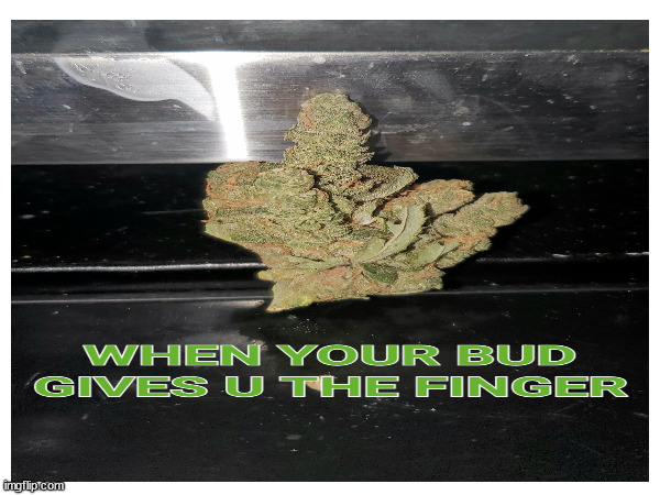 bad bud | image tagged in weed | made w/ Imgflip meme maker