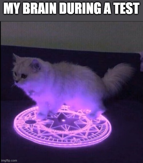 Demonic Little Grey Cat | MY BRAIN DURING A TEST | image tagged in demonic little grey cat | made w/ Imgflip meme maker