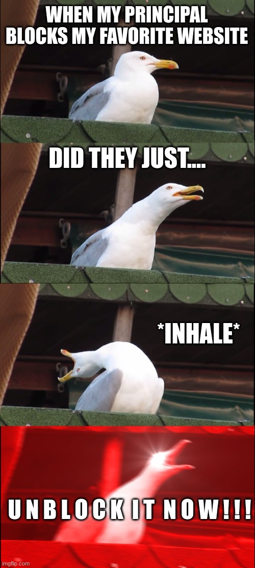 Inhaling Seagull | WHEN MY PRINCIPAL BLOCKS MY FAVORITE WEBSITE; DID THEY JUST.... *INHALE*; U N B L O C K  I T  N O W ! ! ! | image tagged in memes,inhaling seagull | made w/ Imgflip meme maker