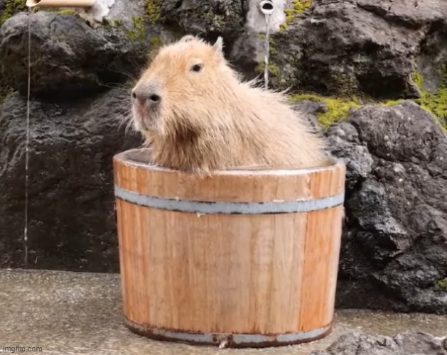 image tagged in capybara taking a bath | made w/ Imgflip meme maker