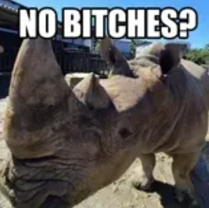 cool rhino Blank Meme Template
