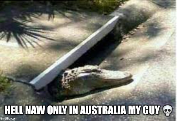 Only in Australia | image tagged in australia,meanwhile in australia,alligator | made w/ Imgflip meme maker