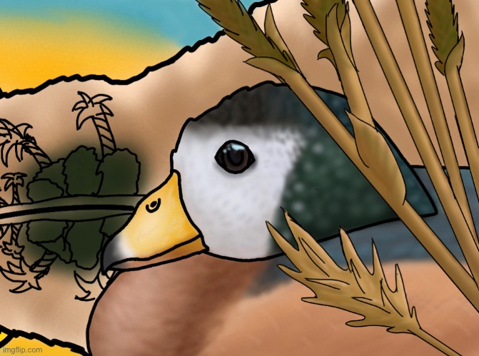 African Pygmy goose with unfinished background | image tagged in art,birds | made w/ Imgflip meme maker