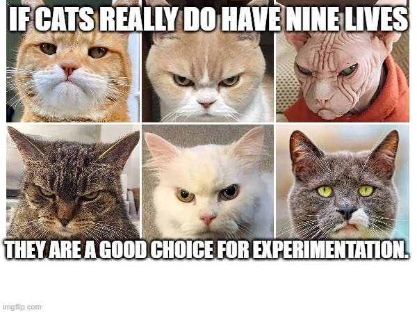 Cats | IF CATS REALLY DO HAVE NINE LIVES; THEY ARE A GOOD CHOICE FOR EXPERIMENTATION. | image tagged in memes,cats,dark | made w/ Imgflip meme maker