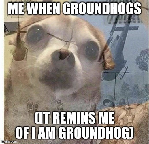 PTSD Chihuahua | ME WHEN GROUNDHOGS; (IT REMINS ME OF I AM GROUNDHOG) | image tagged in ptsd chihuahua | made w/ Imgflip meme maker