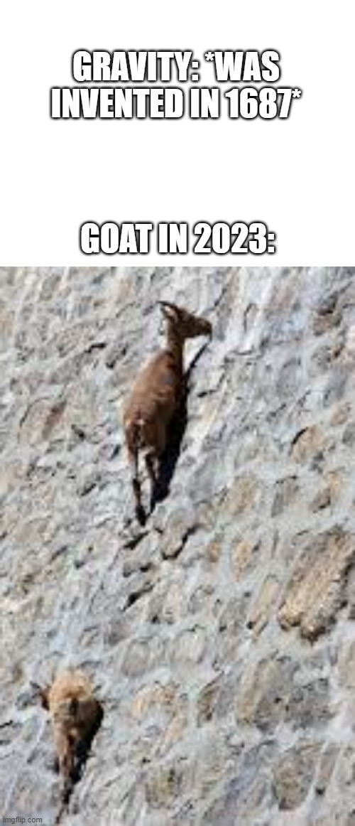 soon it will be 2095, yet goats n 91 degree walls |  GRAVITY: *WAS INVENTED IN 1687*; GOAT IN 2023: | image tagged in goats,wall | made w/ Imgflip meme maker