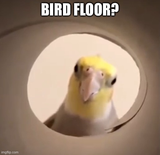 Cockatiel all seeing eye | BIRD FLOOR? | image tagged in cockatiel all seeing eye | made w/ Imgflip meme maker