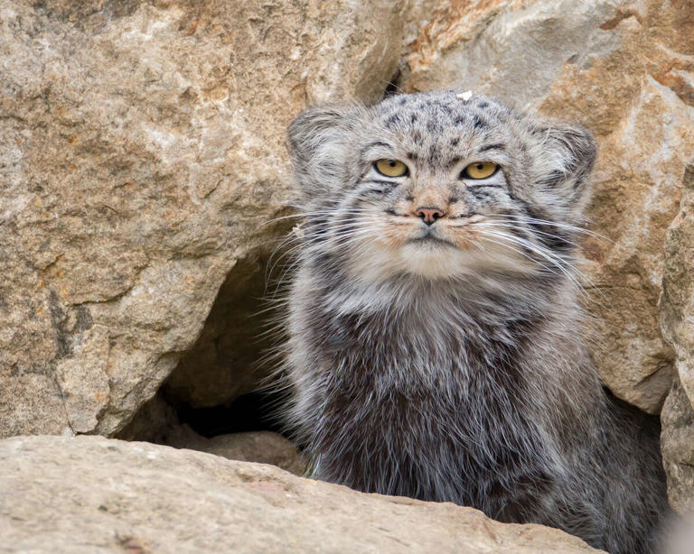 Mountain cat Blank Meme Template