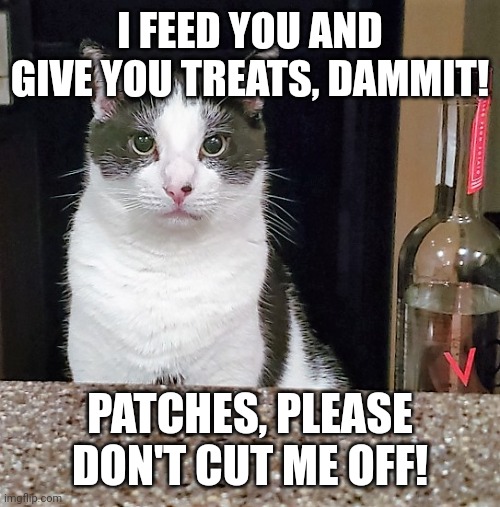 My cat hates me | I FEED YOU AND GIVE YOU TREATS, DAMMIT! PATCHES, PLEASE DON'T CUT ME OFF! | image tagged in effie the bartender,cat,cocktails,martini,dont judge me | made w/ Imgflip meme maker