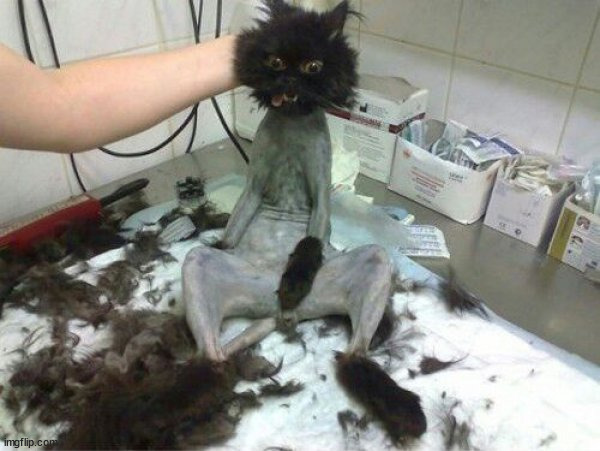 bald cat | image tagged in bald cat | made w/ Imgflip meme maker