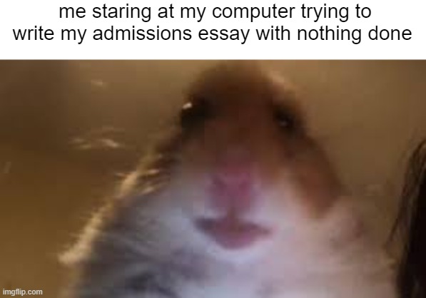me asf | me staring at my computer trying to write my admissions essay with nothing done | image tagged in facetime hamster | made w/ Imgflip meme maker