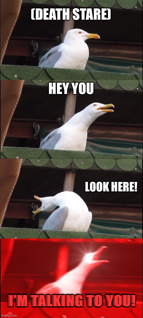 Inhaling Seagull | (DEATH STARE); HEY YOU; LOOK HERE! I’M TALKING TO YOU! | image tagged in memes,inhaling seagull | made w/ Imgflip meme maker