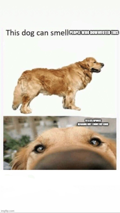 this dog can smell | PEOPLE WHO DOWNVOTED THIS; YES ITS UPVOTE BEGGING BUT I DONT RLY CARE | image tagged in this dog can smell | made w/ Imgflip meme maker