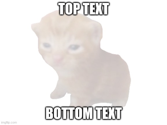 TOP TEXT; BOTTOM TEXT | image tagged in cat | made w/ Imgflip meme maker