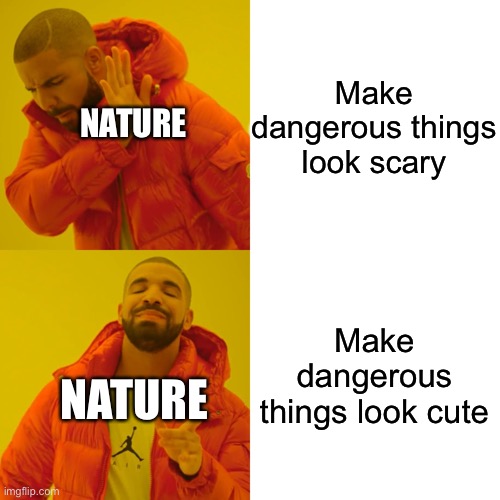 Nature be like | Make dangerous things look scary; NATURE; Make dangerous things look cute; NATURE | image tagged in memes,drake hotline bling,nature | made w/ Imgflip meme maker