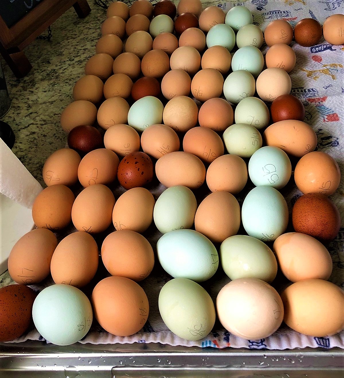 eggs, eggs and more eggs Blank Meme Template
