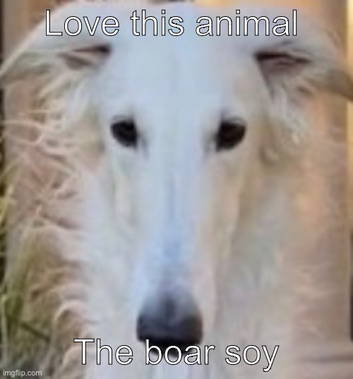 Love this animal; The boar soy | made w/ Imgflip meme maker