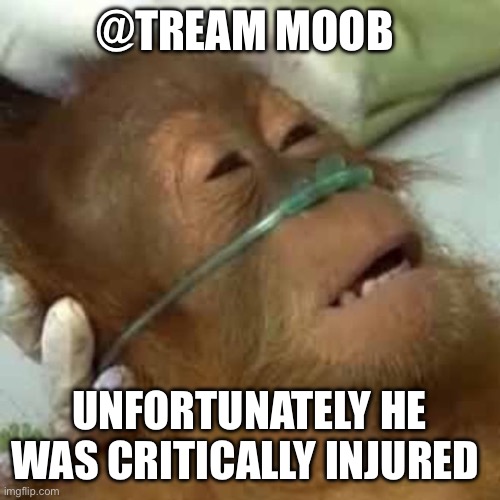 Dying orangutan | @TREAM MOOB; UNFORTUNATELY HE WAS CRITICALLY INJURED | image tagged in dying orangutan | made w/ Imgflip meme maker