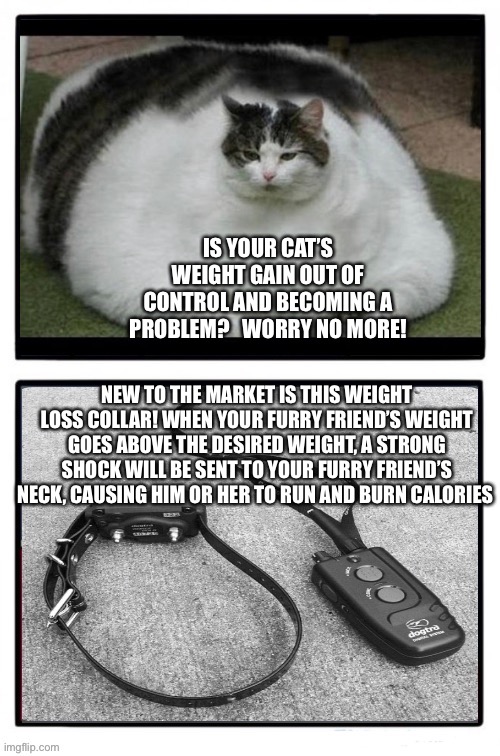 Weight Loss Collar | IS YOUR CAT’S WEIGHT GAIN OUT OF CONTROL AND BECOMING A PROBLEM?   WORRY NO MORE! NEW TO THE MARKET IS THIS WEIGHT LOSS COLLAR! WHEN YOUR FURRY FRIEND’S WEIGHT GOES ABOVE THE DESIRED WEIGHT, A STRONG SHOCK WILL BE SENT TO YOUR FURRY FRIEND’S NECK, CAUSING HIM OR HER TO RUN AND BURN CALORIES | image tagged in cats,fat,collar | made w/ Imgflip meme maker