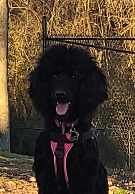 Black Poodle Piper Blank Meme Template