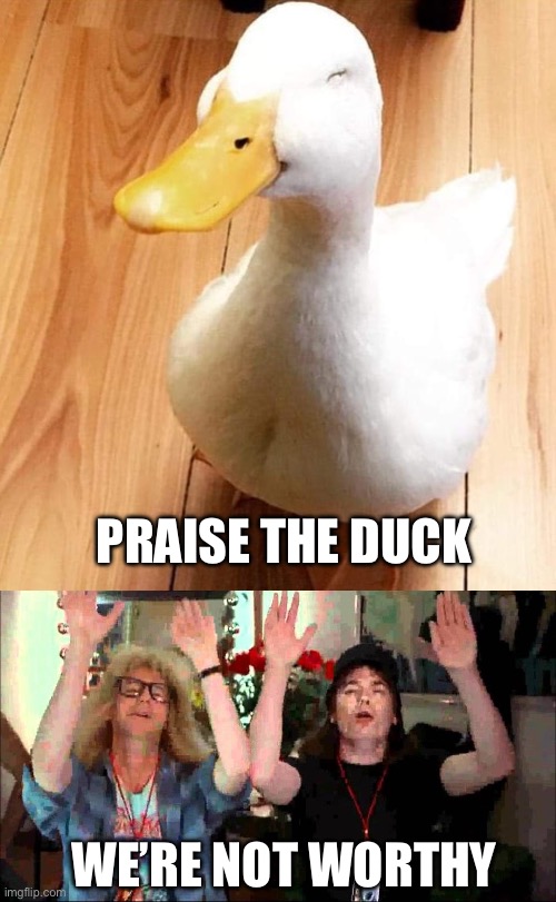 Not Duckworthy | PRAISE THE DUCK; WE’RE NOT WORTHY | image tagged in smile duck,wayne's world we're not worthy | made w/ Imgflip meme maker
