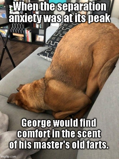 Separation Anxiety | When the separation anxiety was at its peak; George would find comfort in the scent of his master's old farts. | image tagged in funny dog,pets,separation anxiety,humor,funny animals | made w/ Imgflip meme maker