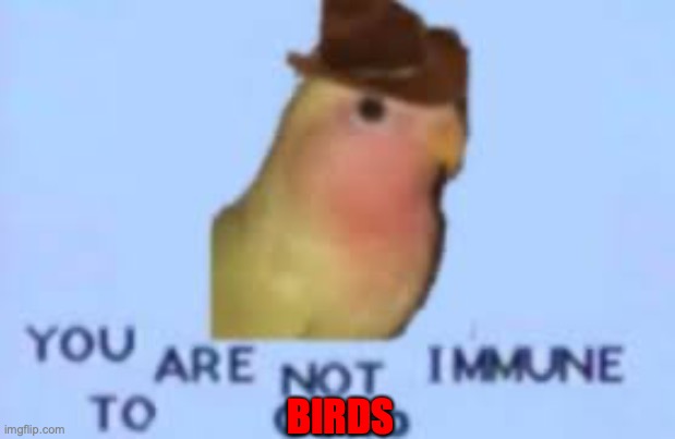Gonb | BIRDS | image tagged in gonb | made w/ Imgflip meme maker