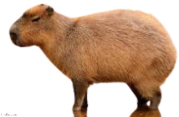 image tagged in downvote,capybara,cute,aaaaaaaaaaa | made w/ Imgflip meme maker