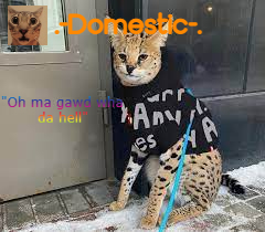 .-Domestic-. Annoucment Template Blank Meme Template