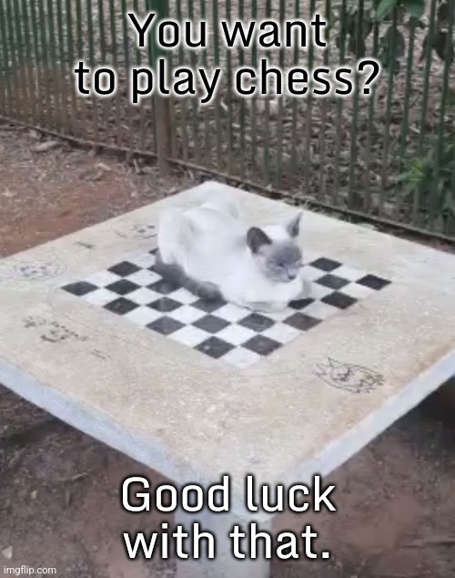 It's my territory now. | You want to play chess? Good luck with that. | image tagged in cat chess,funny animal meme,no this isn't how you're supposed to play the game | made w/ Imgflip meme maker