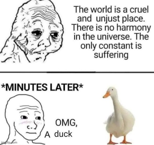 image tagged in ducks,memes,funny,repost,wojak,duck | made w/ Imgflip meme maker