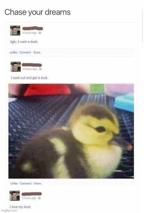 Chase your dreams | image tagged in media,memes,funny,dreams,ducks,quack | made w/ Imgflip meme maker