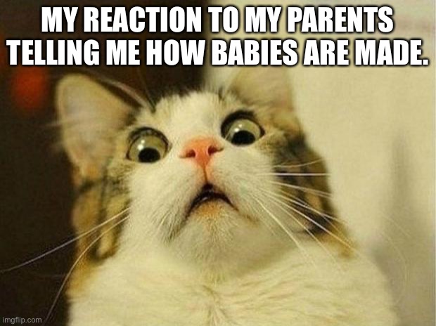 Scared Cat Meme | MY REACTION TO MY PARENTS TELLING ME HOW BABIES ARE MADE. | image tagged in memes,scared cat | made w/ Imgflip meme maker