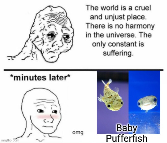The only constant is suffering | Baby Pufferfish | image tagged in minutes later omg | made w/ Imgflip meme maker