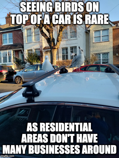 Seagull With Child | SEEING BIRDS ON TOP OF A CAR IS RARE; AS RESIDENTIAL AREAS DON'T HAVE MANY BUSINESSES AROUND | image tagged in birds,memes | made w/ Imgflip meme maker